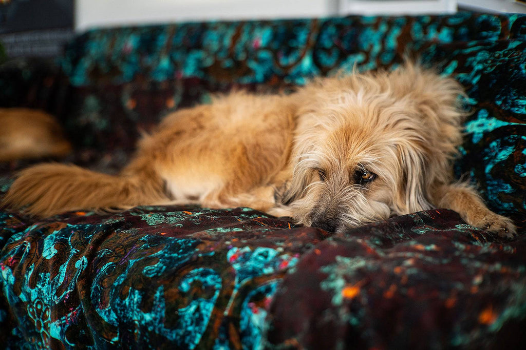 Dizzy Fabric draped over sofa, in deeps deeps and turquoises featuring dog lay on top